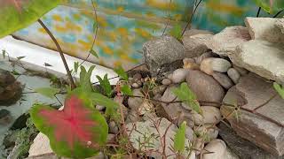 We transformed an old bathtub into a beautiful backyard pond.#Backyard