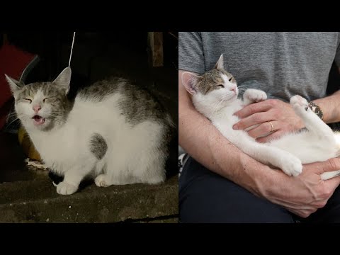 Street Cat Rescue: Charlie