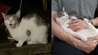 Street Cat Rescue: Charlie