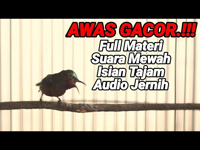 KOLIBRI GACOR FULL TEMBAKAN MEWAH SUARA RAPAT AUDIO JERNIH COCOK BUAT MASTERAN AGAR NYAUT class=