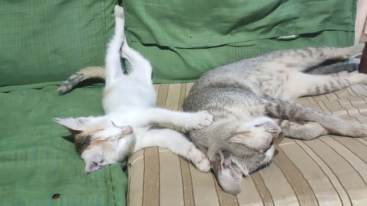 Kulli sleeping better with her sis😴😴