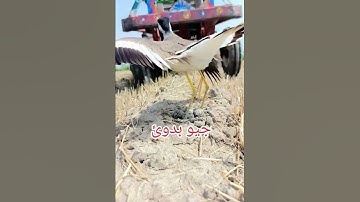 A bird 🐦 trying to save her eggs in nest from tractor 🚜 #birds #tractor #trending #shorts #short