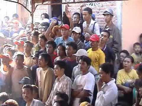 Rollysta - terpesona