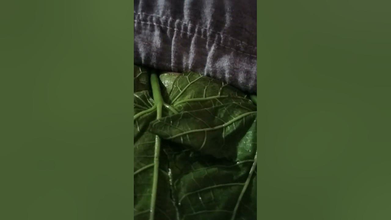 masakit tiyan ko nilagyan ko dahon ng tuba YouTube