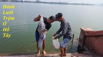 Đánh lưới bắt cá chép và cá rô phi trên Hồ Tây | Net fishing