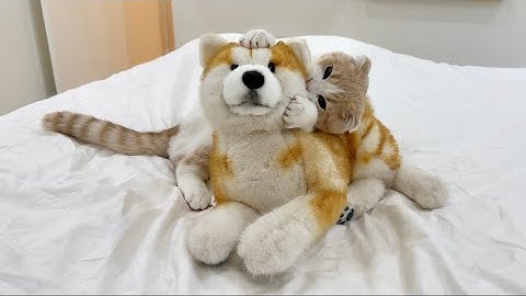 知らない犬に布団を取られたら怒った子猫のがまさかのこうなっちゃいましたw
