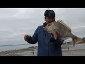 Beach fishing for snapper nz surfcasting