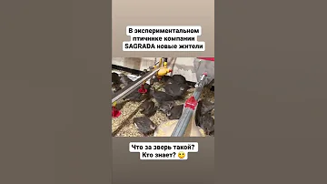 Кто знает, что за птица?
