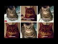 Super Funny Cat &amp; Dog Videos 02
