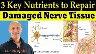 3 Key Nutrients to Repair Damaged Nerve Tissue (Pinched Nerve \& Neuropathy) - Dr Alan Mandell, DC