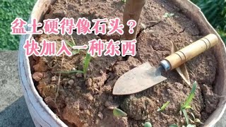 花盆中加一種東西土壤再也不會硬得像石頭養花就是好