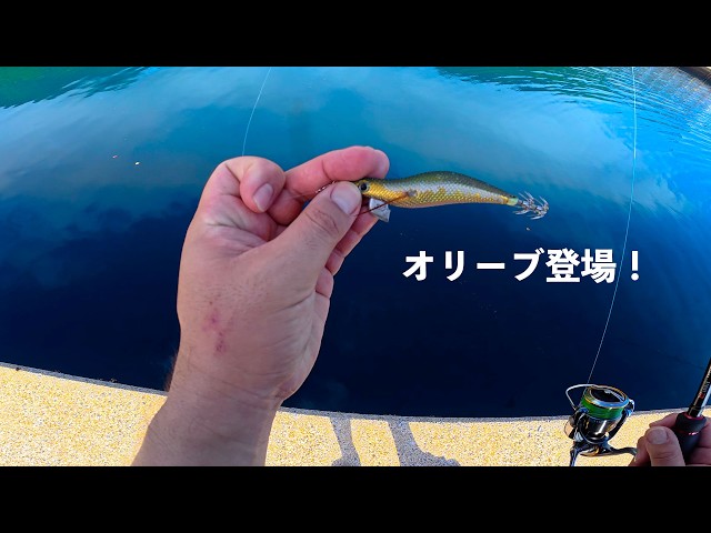 4月のエギング【エンバーメイズ】 - YouTube