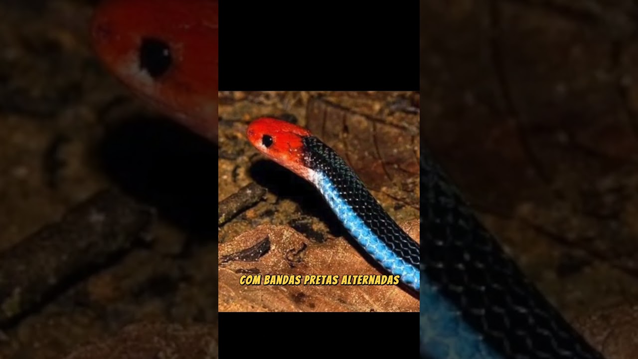 Conheça a incrível cobra coral azul da Malásia - CenárioMT