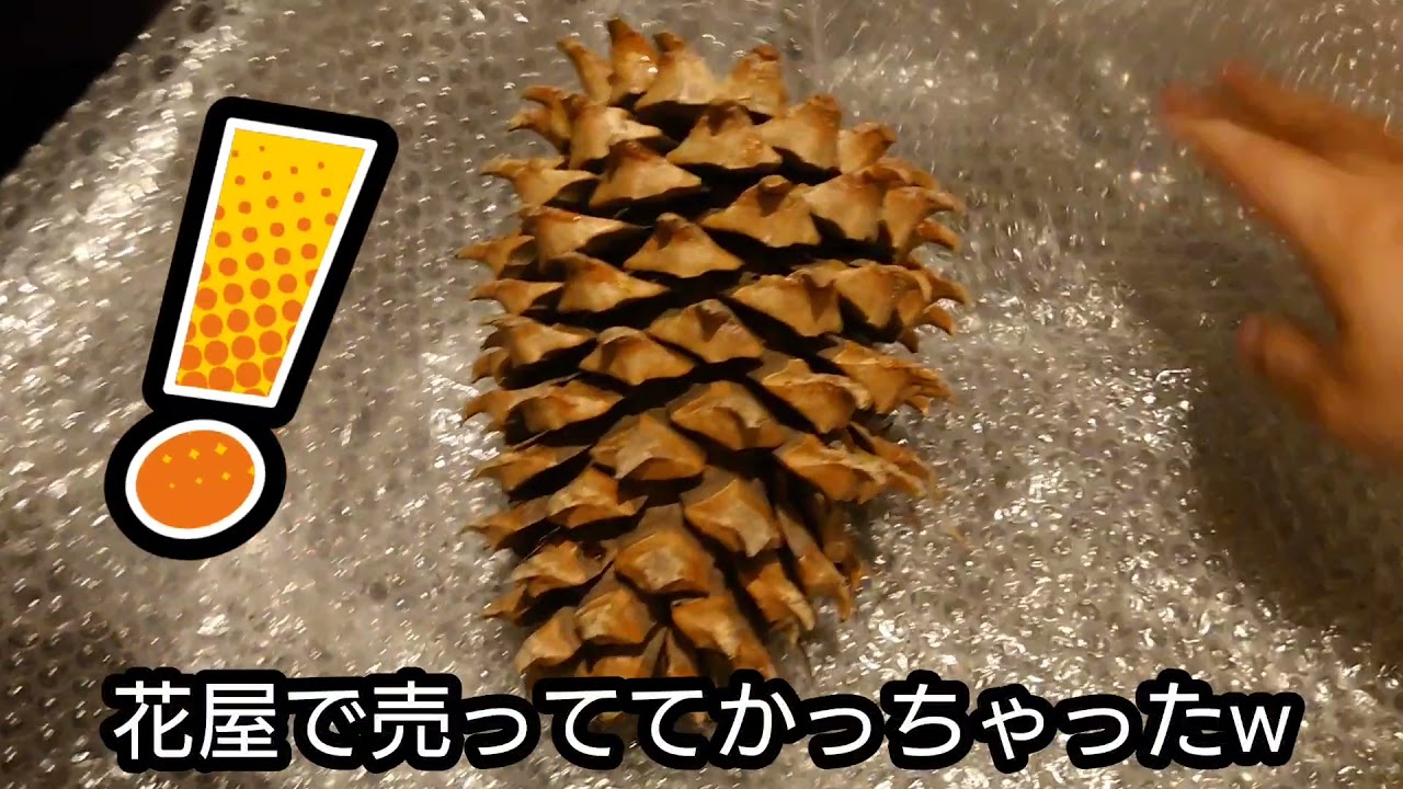世界最大級の松ぼっくりが想像を越えたやばすぎるでかさでヤバすぎた件