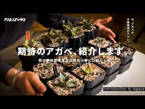 Introducing promising agave! Growing offspring is hot right now