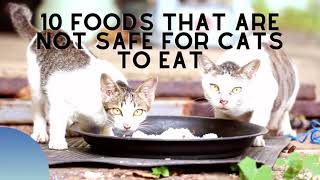 10 Foods That Are Not Safe For Your Cat (It Can Kill!) by kazick o 119 views 2 years ago 3 minutes, 34 seconds