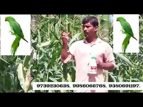 # Dr brand _ಗಿಳಿಗಳು ಕಾಟವೆ  BONDON ಬಳಸಿ ಕರೆ ಮಾಡಿ 9380691197﹉7892815965