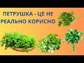 КОРИСТЬ ПЕТРУШКИ ДЛЯ ОРГАНІЗМА ЛЮДИНИ.