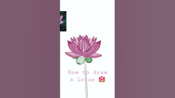 how to draw a lotus on procreate #lotus #procreate #drawing