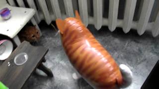 Cat vs Cat Balloon quick slap by Janis Markevics 3,549,421 views 11 years ago 1 minute, 1 second