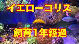【海水水槽】イエローコリス　シライトイソギンチャク　クマノミ
