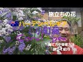 初めてのガーデニング❗🇦🇺OGPLANTハーデンベルギア小町藤！旅立ちの時期に満開❗💕💕😌💕💕