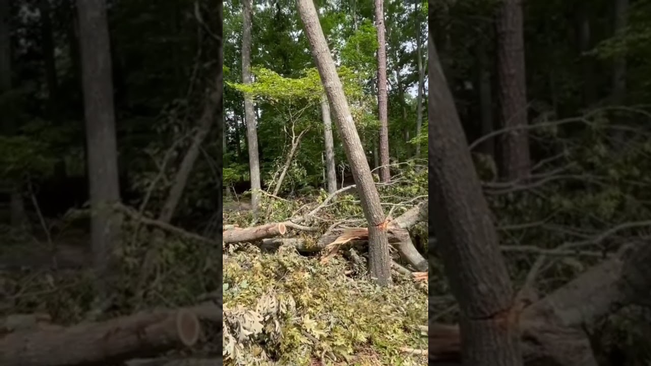 Dropping hung up tree 🌳 