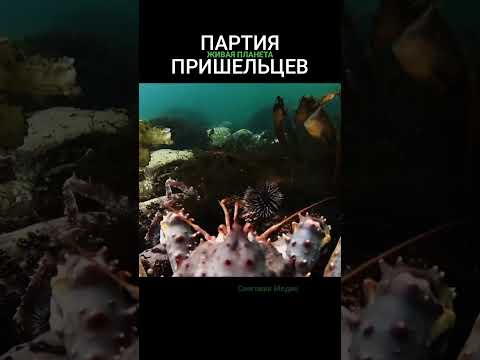 Живая Планета. Партия