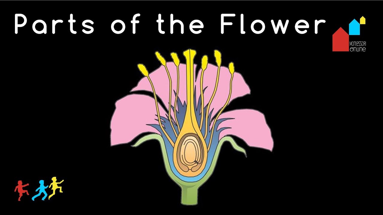 Montessori Botany Nomenclature : Parts of the Flower - YouTube parts of flower diagram 