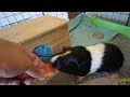 Guinea Pigs Try Tomato for the First Time