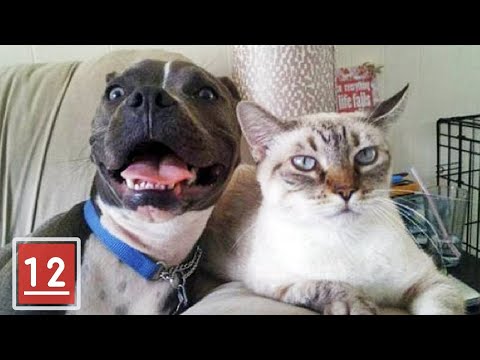 Video: Câinii Pit Bull fac animale de companie bune?