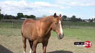 Tumalo veterinarian offers advice on keeping horses safe from lightning when thunderstorms ...