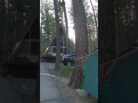 Bear Jumps Out of Car After Officer Uses Rope to Open Door 😳