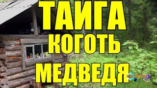 МЕДВЕЖИЙ КОГОТЬ | ТАЙГА