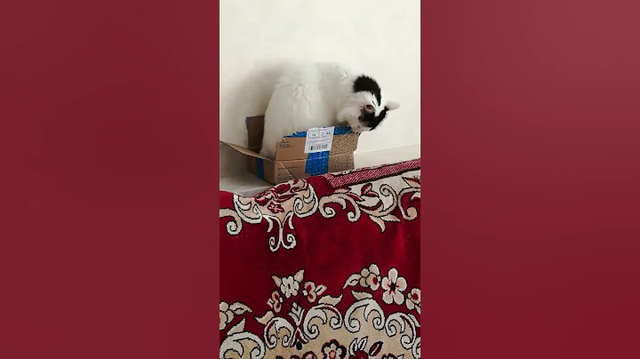 Video 7659801: cats funnycats catlover cute, catlover sweet cute, snowshoe cat, cats cute funny home