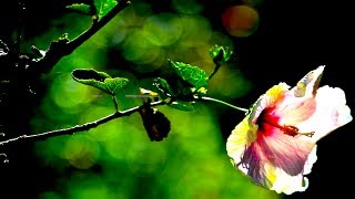 Nikon D4 Review - Stills Mode - Does it Suck?