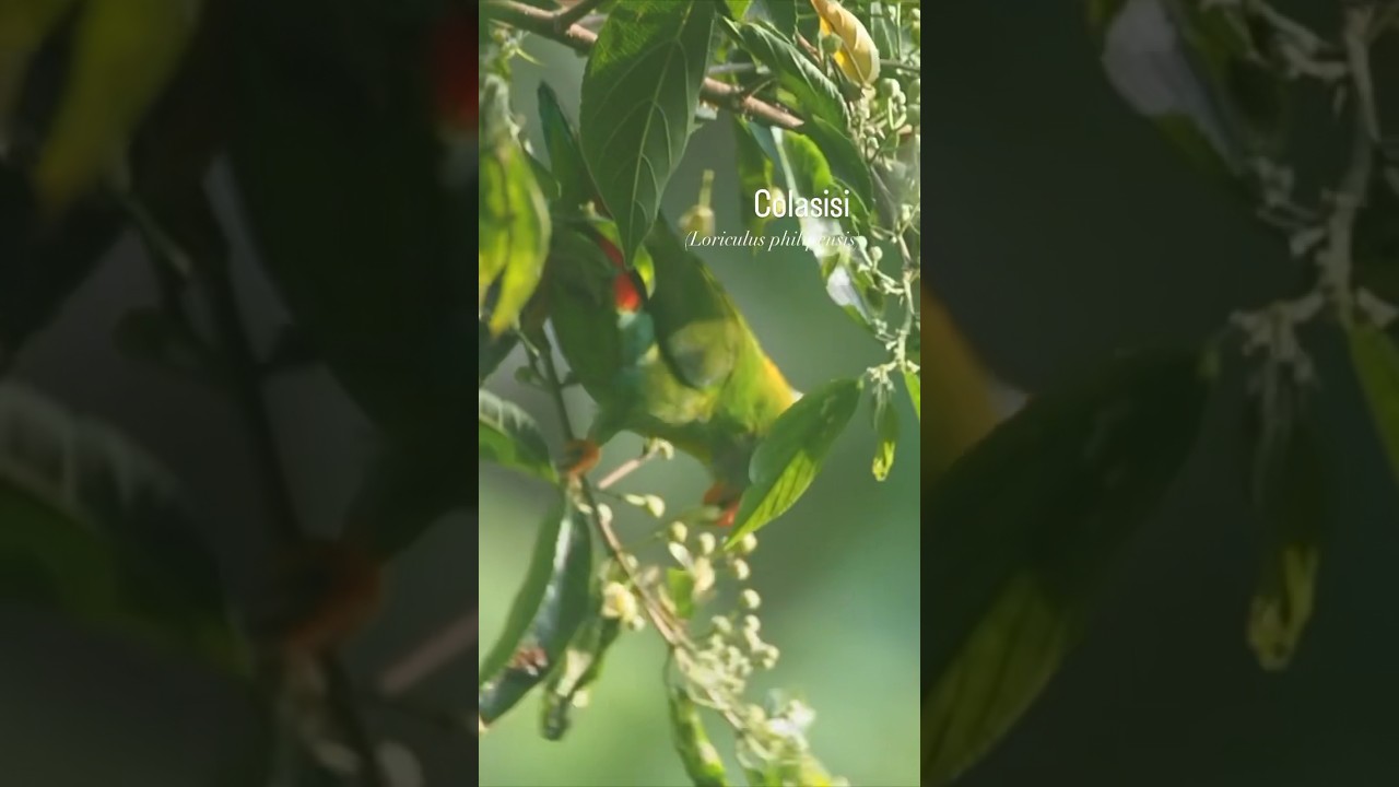 Colasisi visit this anabiong tree every morning in Maligcong. 