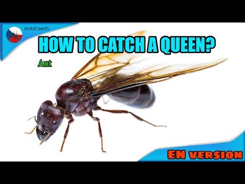 How to catch a queen ant?