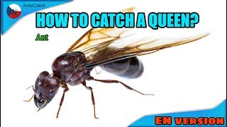 How To Catch A Queen Ant?