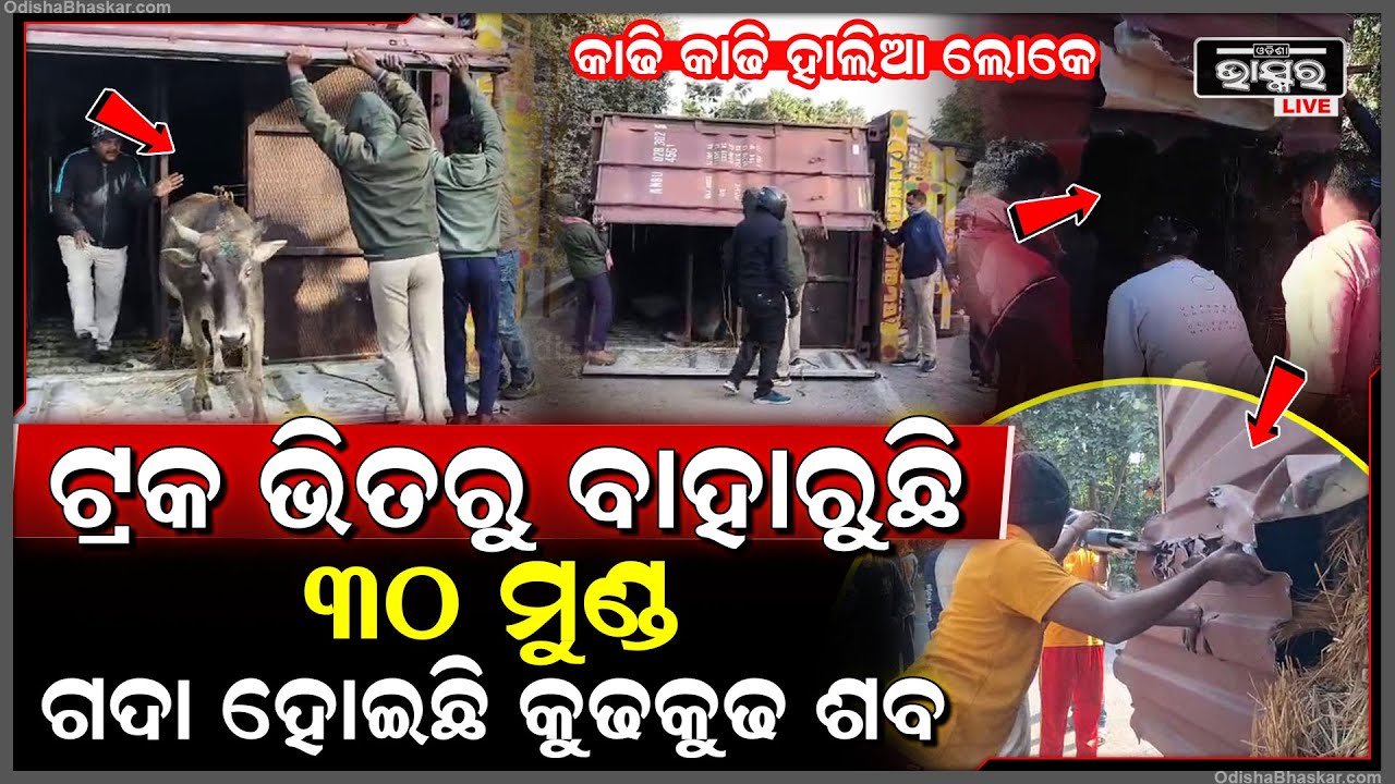 ଟ୍ରକ ଭିତରୁ ଏ କଣ ବାହାରିଲା, କାଢି କାଢି ହାଲିଆ ଲୋକେ ଯାହାକୁ ଦେଖି ଧର ଧର କହି ଚିଲାଉଛନ୍ତି ଲୋକେ...