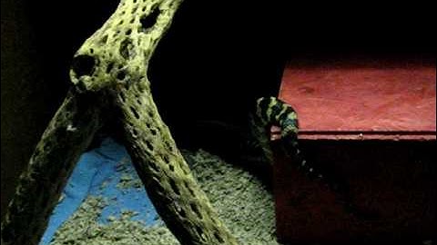 Update on My 7ft Jungle Carpet Python