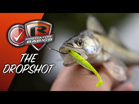 PREDATOR BASICS #3  How to fish the Dropshot For Perch and Zander