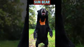 Animal vol:372 - wild animals_sun bear #shorts