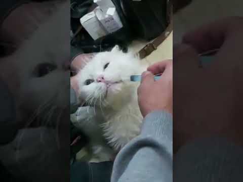كيفية اعطاء دواء الشرب للقطط عن طريق الفم