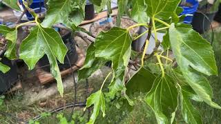 Best Fig Tree Violette de Bordeaux