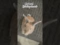 Makes mornings even brighter #rabbitsofyoutube #rabbitworld #bunnyfood #animal #viralrabbit #rabbit
