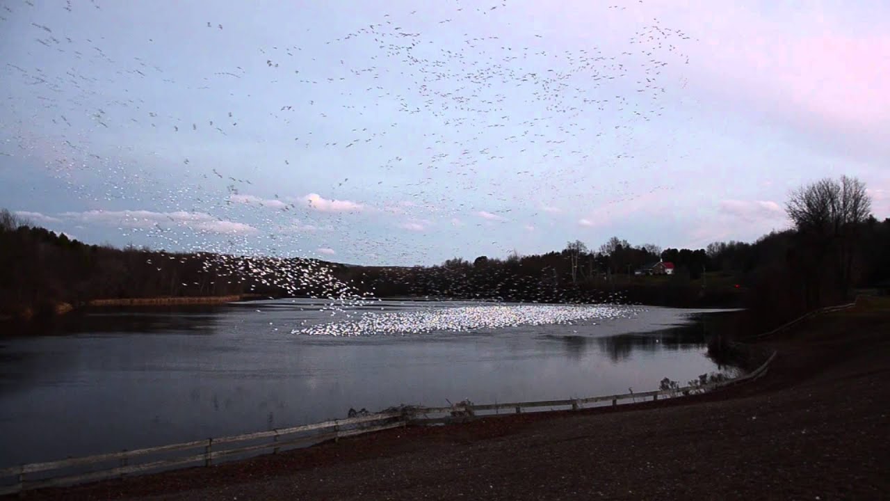 Snow Goose Murmuration in Malone, NY YouTube