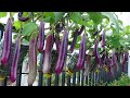 Ive never seen so many eggplants growing eggplants at home