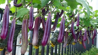 I've never seen so many Eggplants, growing Eggplants at home