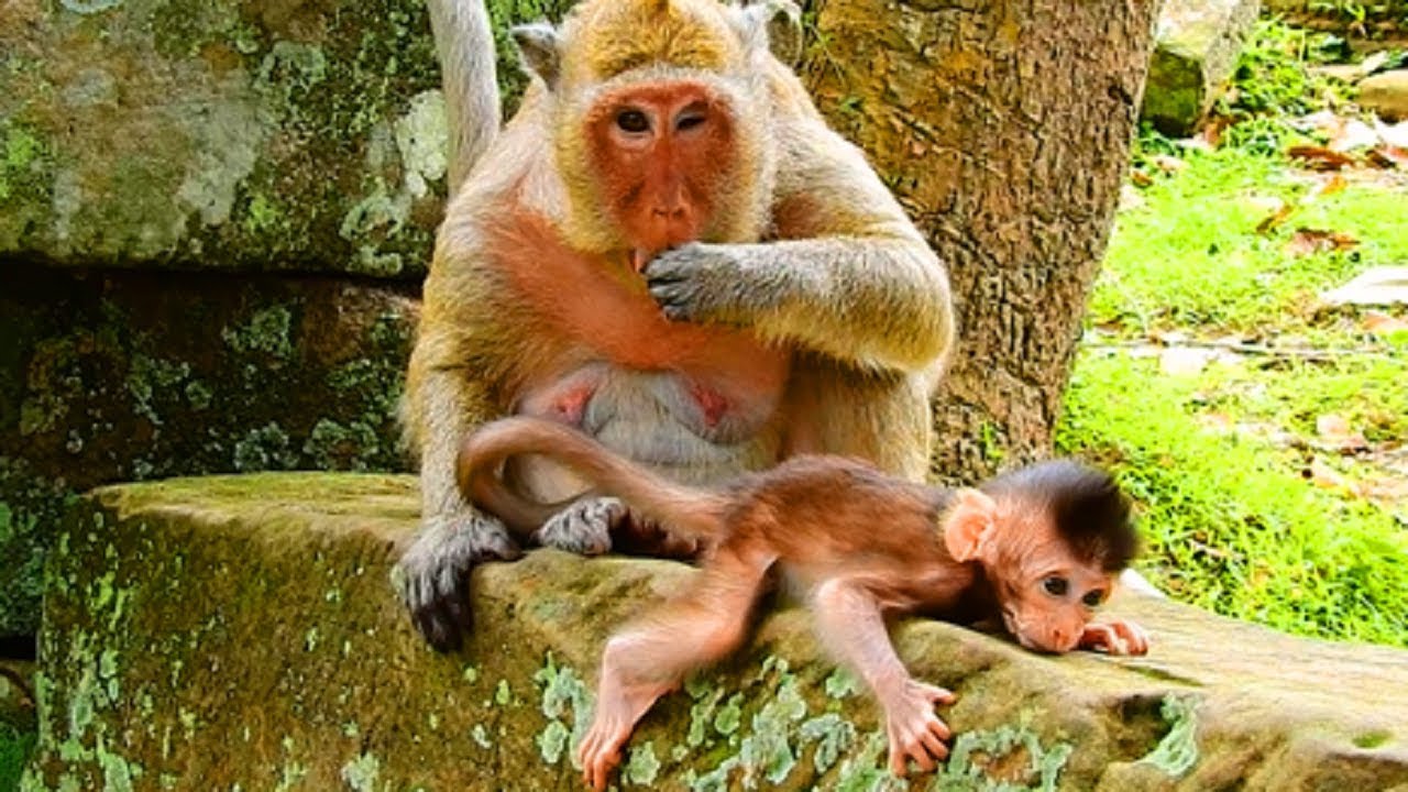 Very Adorable Baby Monkey Polly, She's SweatPea's Young's Sister!